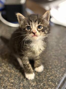 Domestic Long Hair Cats Available for Adoption in Lockhart, Texas - Mervin | PetCurious