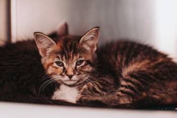 93373a Cinnamon Raisin Bread -  Domestic Short Hair Cat for Adoption in North Charleston, South Carolina - 93373a Cinnamon Raisin Bread | PetCurious
