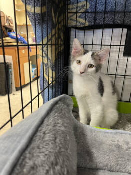 Rescue Domestic Medium Hair Cats for Adoption in Lancaster, California - Meadow | PetCurious