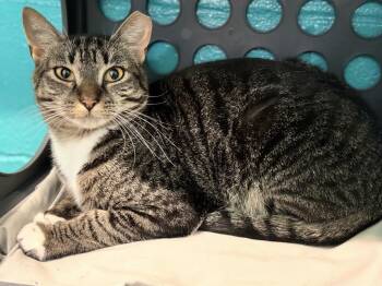 Poe -  Domestic Short Hair Cat for Adoption in Long Beach, New York - Poe | PetCurious