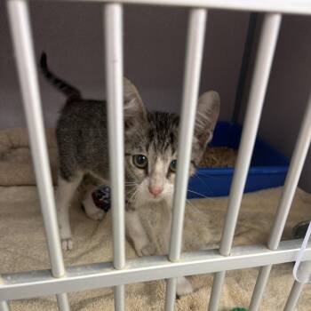1178-C26 -  Domestic Short Hair Cat for Adoption in Port Charlotte, Florida - 1178-C26 | PetCurious
