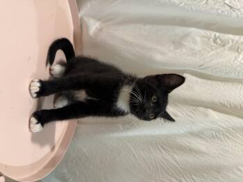 Socks -  Domestic Short Hair Cat for Adoption in Long Beach, California - Socks | PetCurious