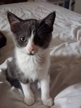 Poncho -  Domestic Short Hair Cat for Adoption in Heber City, Utah - Poncho | PetCurious