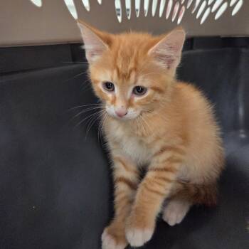 Kronos -  Domestic Short Hair Cat for Adoption in Chattanooga, Tennessee - Kronos | PetCurious