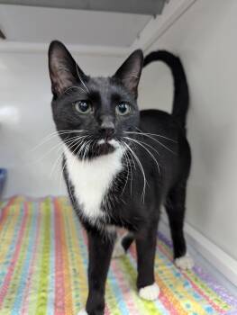Domestic Short Hair Cats Available for Adoption in Oconto, Wisconsin - Moog | PetCurious