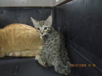 Karlee (637) -  Domestic Short Hair Cat for Adoption in Marietta, Georgia - Karlee (637) | PetCurious