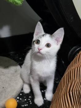 Cowboy -  Domestic Short Hair Cat for Adoption in Lewisburg, Tennessee - Cowboy | PetCurious