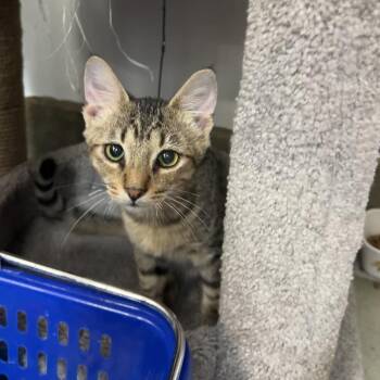 Ramses -  Domestic Short Hair Cat for Adoption in Palmetto, Florida - Ramses | PetCurious