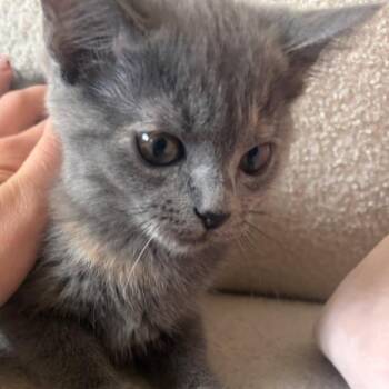 Ohragami -  Domestic Short Hair Cat for Adoption in Rochester, Minnesota - Ohragami | PetCurious