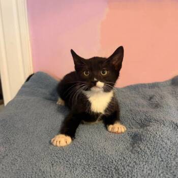 Dottie -  Domestic Short Hair Cat for Adoption in Freeport, New York - Dottie | PetCurious