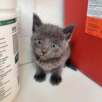 Pip -  Domestic Short Hair Cat for Adoption in Belfair, Washington - Pip | PetCurious