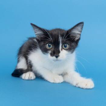 Harley -  Domestic Short Hair Cat for Adoption in Franklin, Tennessee - Harley | PetCurious