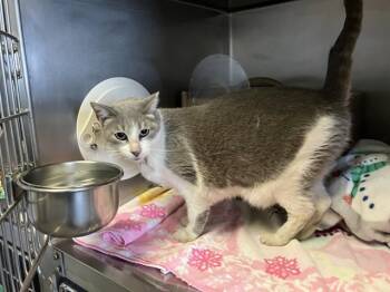 PEPPY LEPEW -  Domestic Short Hair Cat for Adoption in Camarillo, California - PEPPY LEPEW | PetCurious