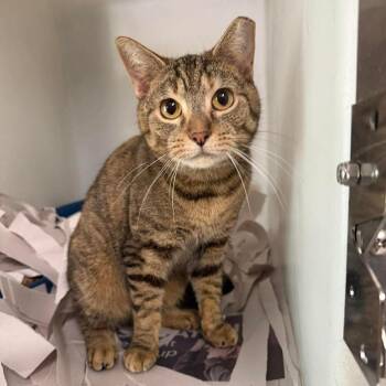 Domestic Short Hair Cats Available for Adoption in Washington, District Of Columbia - Marielle (16857) | PetCurious