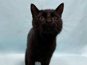 Spike -  Domestic Short Hair Cat for Adoption in Minneapolis, Minnesota - Spike | PetCurious