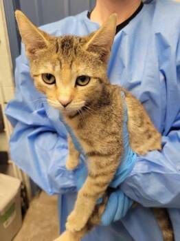 Steel Vengence -  Domestic Short Hair Cat for Adoption in Hobart, Indiana - Steel Vengence | PetCurious
