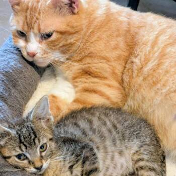 Jack -  Domestic Short Hair Cat for Adoption in Overland Park, Kansas - Jack | PetCurious