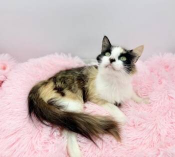 Oola -  Calico Cat for Adoption in Covington, Louisiana - Oola | PetCurious