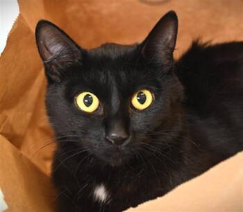 SOLAR -  Domestic Short Hair Cat for Adoption in Loveland, Colorado - SOLAR | PetCurious