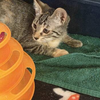 Bingo -  Domestic Short Hair Cat for Adoption in Warren, Ohio - Bingo | PetCurious