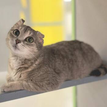 Domestic Short Hair Cats Available for Adoption - Maxx | PetCurious