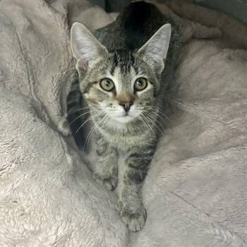 Aruba -  Domestic Short Hair Cat for Adoption in Bardstown, Kentucky - Aruba | PetCurious