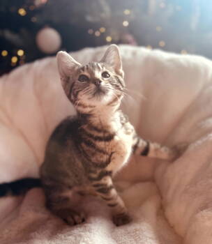 Rescue Domestic Short Hair and Tabby Cats for Adoption in Traverse City, Michigan - King Of The Lions | PetCurious