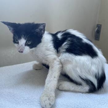 Owala -  Domestic Short Hair Cat for Adoption in Pasadena, California - Owala | PetCurious