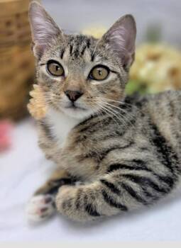 Berry -  Domestic Short Hair Cat for Adoption in Ocean Springs, Mississippi - Berry | PetCurious