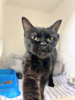 Wilma -  Domestic Medium Hair Cat for Adoption in Bryant, Arkansas - Wilma | PetCurious