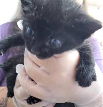 NOVAH -  Domestic Short Hair Cat for Adoption in Fort Walton Beach, Florida - NOVAH | PetCurious