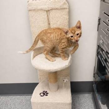 Redhead -  Domestic Short Hair Cat for Adoption in Orland Hills, Illinois - Redhead | PetCurious