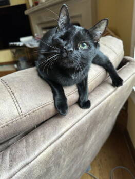 Rescue Domestic Short Hair Cats for Adoption in Broomall, Pennsylvania - Poe | PetCurious