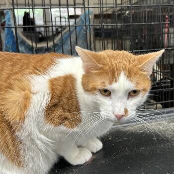 Tabby and American Shorthair Cats Available for Adoption - Andy | PetCurious