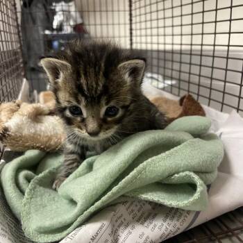 Nova -  Domestic Short Hair Cat for Adoption in San Antonio, Texas - Nova | PetCurious