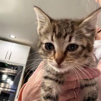 Rocket -  Domestic Short Hair Cat for Adoption in Ferndale, Washington - Rocket | PetCurious