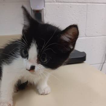 Max -  Domestic Short Hair Cat for Adoption in Ardmore, Oklahoma - Max | PetCurious