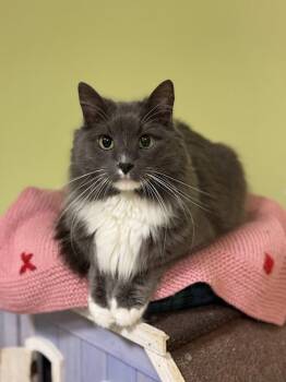 Rescue Domestic Medium Hair Cats for Adoption in The Colony, Texas - Sambuca | PetCurious