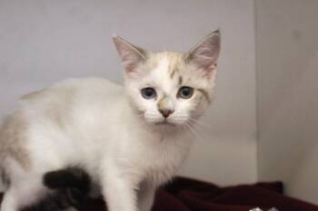 Loofa -  Domestic Short Hair Cat for Adoption in Chestertown, Maryland - Loofa | PetCurious