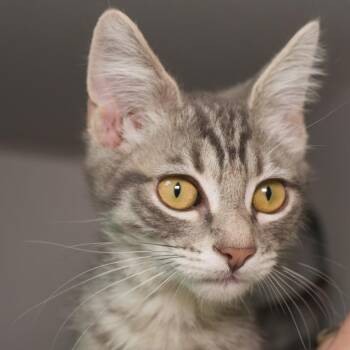 Creekgrass -  Domestic Short Hair Cat for Adoption in Seattle, Washington - Creekgrass | PetCurious