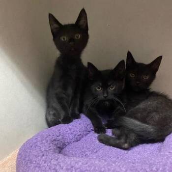 Wybie -  Domestic Short Hair Cat for Adoption in Dayton, Ohio - Wybie | PetCurious