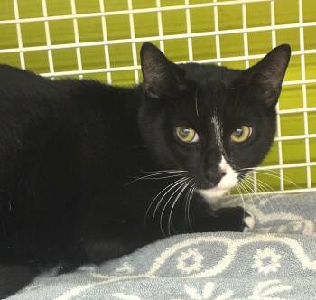 Mello -  Domestic Short Hair Cat for Adoption in Bridgeport, Connecticut - Mello | PetCurious