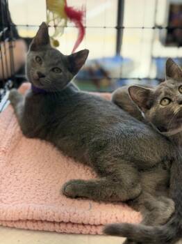 Rain -  Russian Blue and Domestic Short Hair Cat for Adoption in Magnolia, Texas - Rain | PetCurious