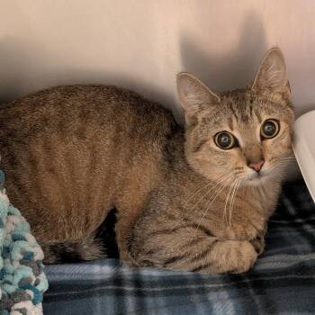 Domestic Short Hair Cats Available for Adoption in Titusville, Florida - Purry Styles | PetCurious