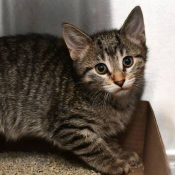 Nickel -  Domestic Short Hair Cat Available for Adoption in Manhattan, Kansas - Nickel | PetCurious