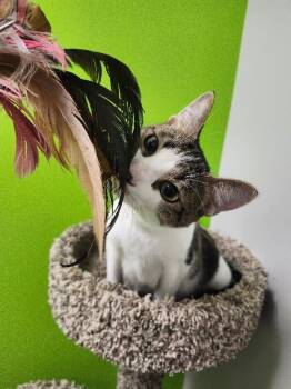 Bowser -  Domestic Short Hair Cat for Adoption in Jackson, Tennessee - Bowser | PetCurious