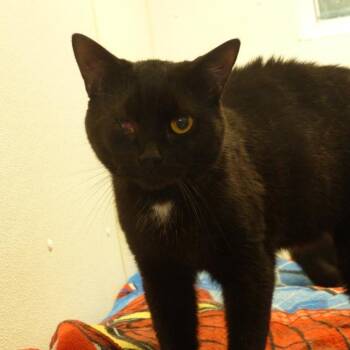 Zeus 2 -  Domestic Short Hair Cat for Adoption in New York, New York - Zeus 2 | PetCurious
