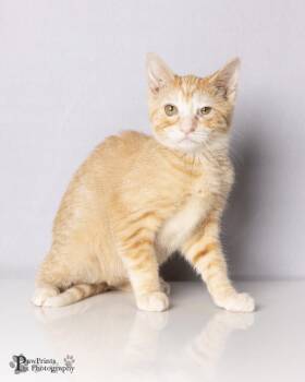 Creamsicle -  Domestic Short Hair Cat for Adoption in Maryville, Tennessee - Creamsicle | PetCurious