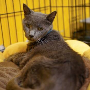 Rescue Domestic Short Hair Cats for Adoption - Jingi | PetCurious