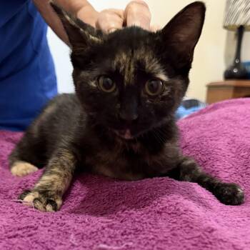 Roget -  Domestic Short Hair Cat for Adoption in Snow Hill, North Carolina - Roget | PetCurious